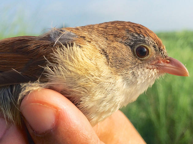 Rediscovering a Lost Babbler