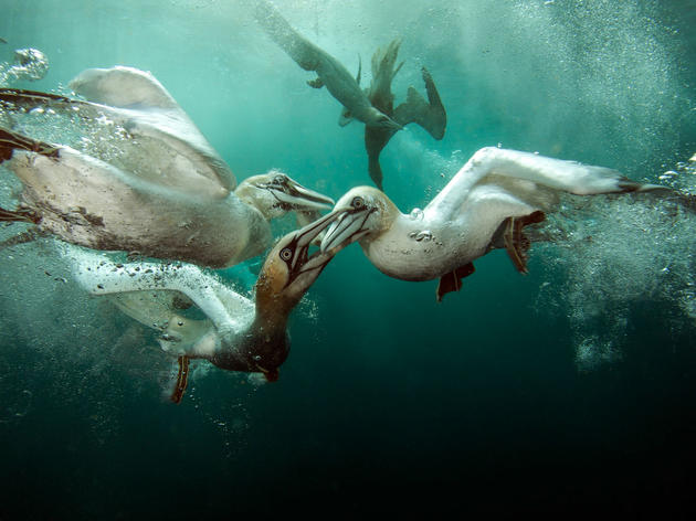 The Gannets' Dinner Guest