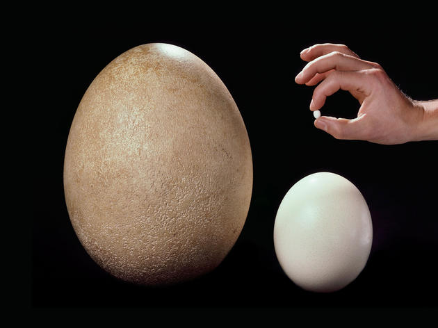 The Champion Egg-Layers of the Bird World 