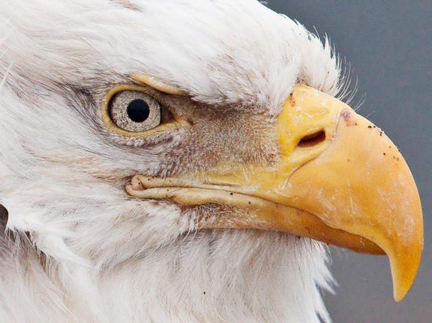 Bald Eagles Come to the Big Apple