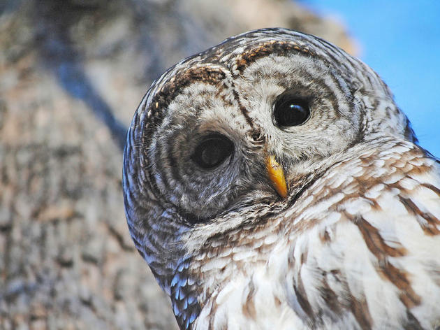 No, Barred Owls Are Not Trying to Kill You