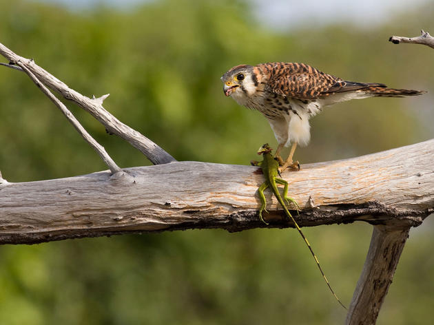The American Kestrel, a Tiny Killer Built for Speed