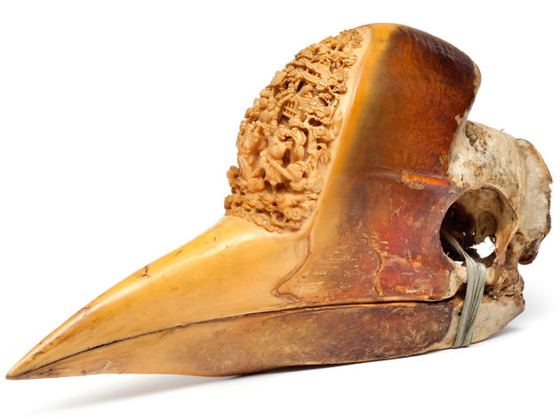 Rare Helmeted Hornbills Found on Black Market