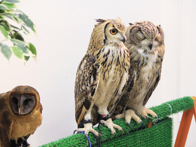 The Bird-brained Idea Behind Japan's Owl Cafés 