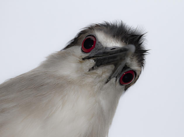 Black-crowned Night-heron Is Ready for its Close-up