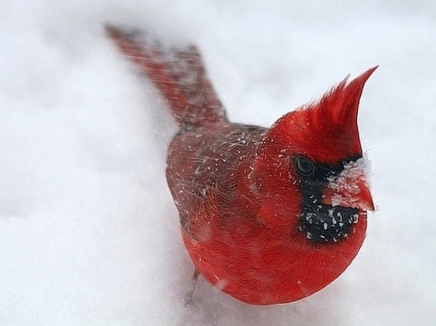 A Northern Cardinal's Wintry Mix