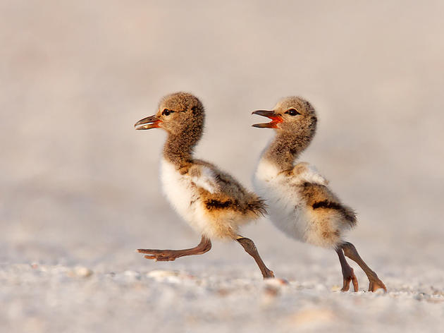 American Oystercatchers Horsing Around