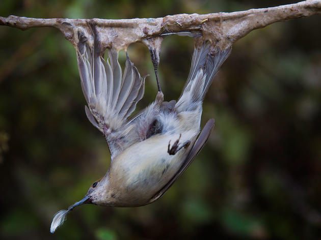 Nearly a Million Songbirds Trapped in Cyprus's 'Killing Fields'