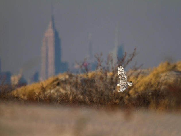 How to Spot Snowy Owls in NYC