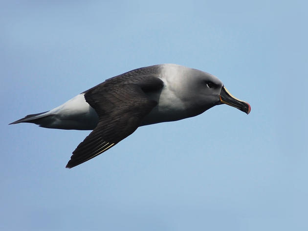 World Records: 10 Superstars of the Avian World