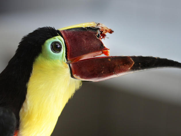 Can 3-D Printing Save This Toucan’s Life?