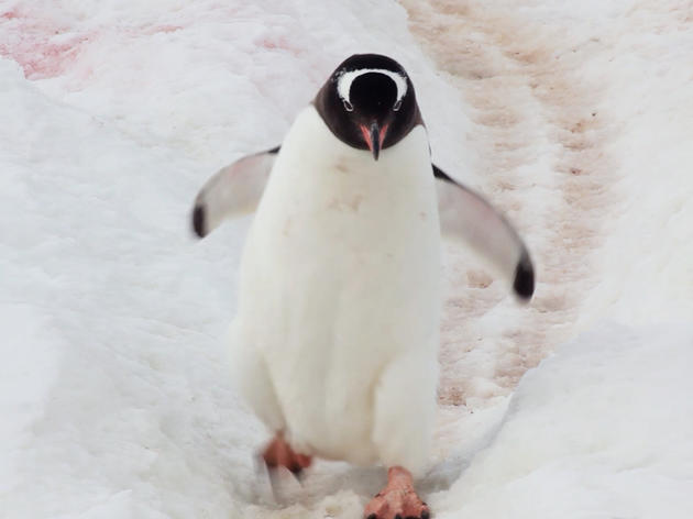 March of the Penguins: Preventive Care Edition