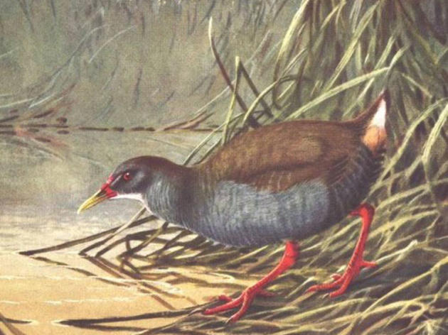 Swamp Creature Resurfaces in Cuba