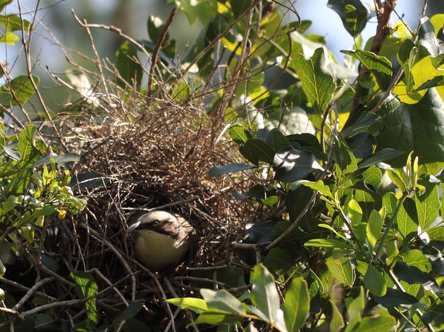 This Week in Ornithology: Domed Nests, Flaky Prairie-Chickens, and More