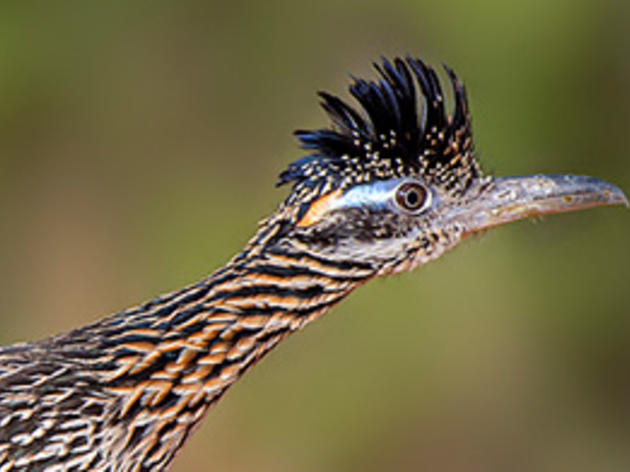 2015 Audubon Photography Awards Top 100
