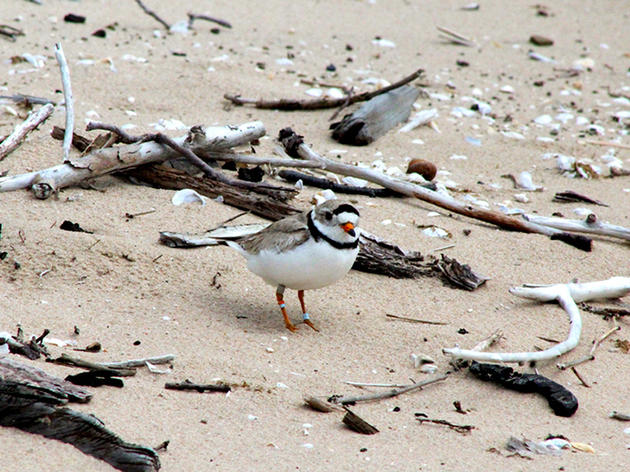 Piping Plover Protection Pays Off in New York
