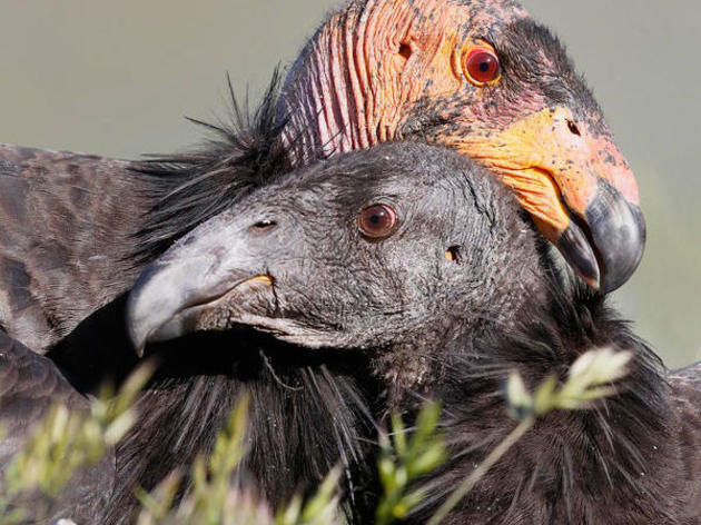 Condor Chick Has Two Mommies