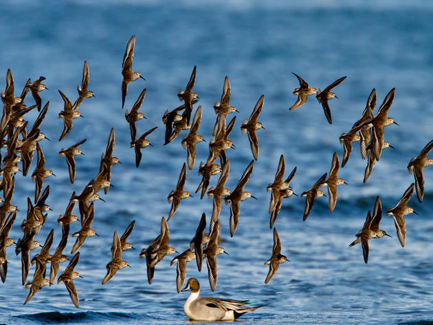 Arctic-Breeding Shorebird Populations Are Plummeting, with No Single Culprit 