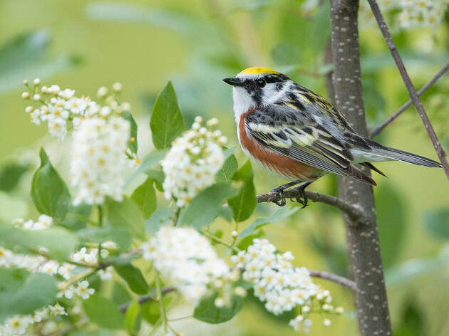 Forest Management is for the Birds