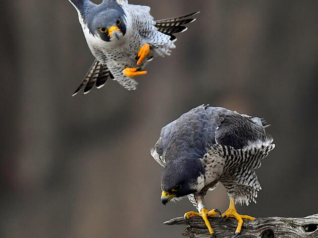 Making Sense of the Peregrine Falcon’s Variable Migration Patterns 