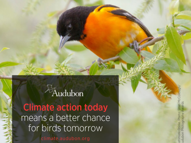 Birds are Telling Us It’s Time to Take Action on Climate