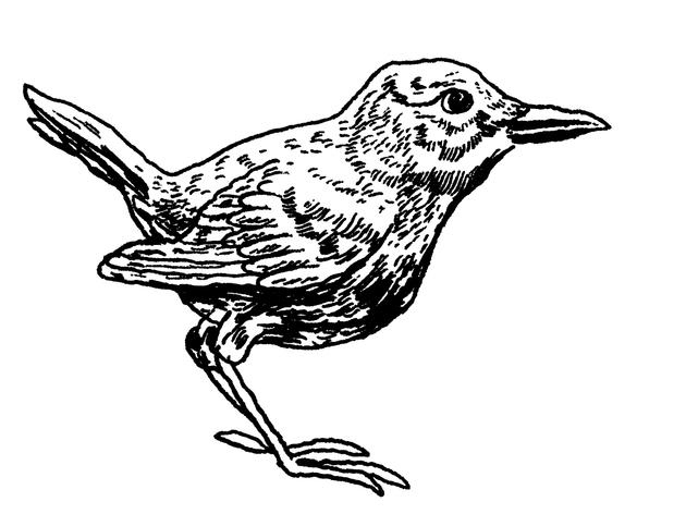 The American Dipper