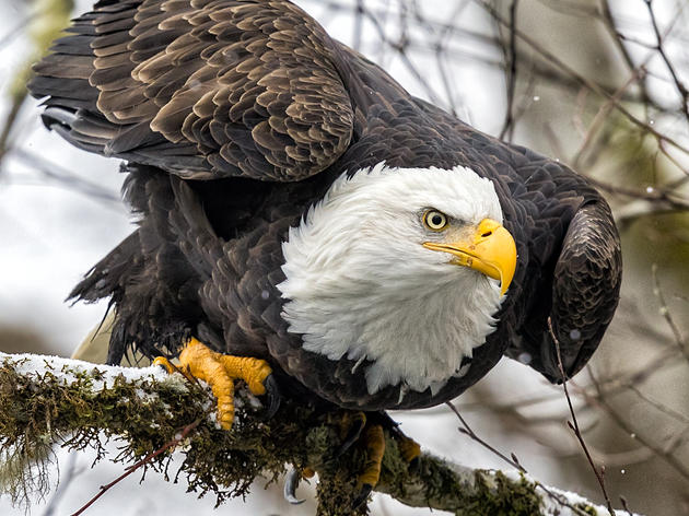 Bald Eagle, Eastern Meadowlark, and Common Tern Habitat Impacted by State Action