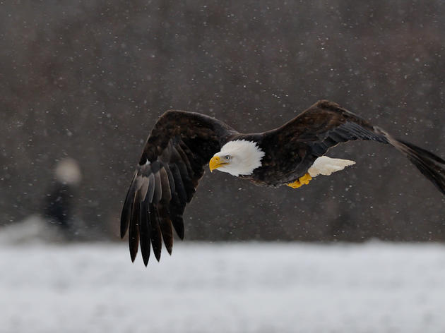 Audubon VT Community Scientists to Help with 2018 Winter Bald Eagle Survey