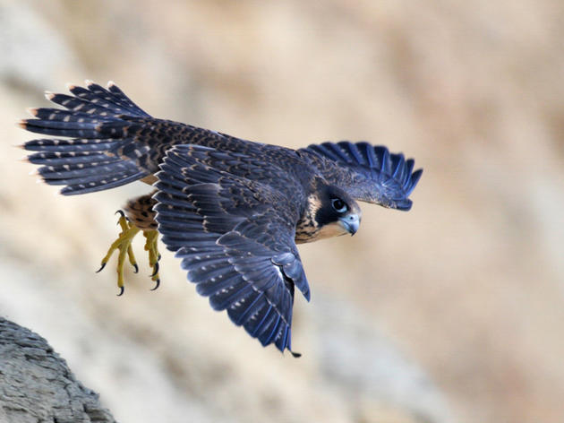 What's it really like to monitor Peregrine Falcons?