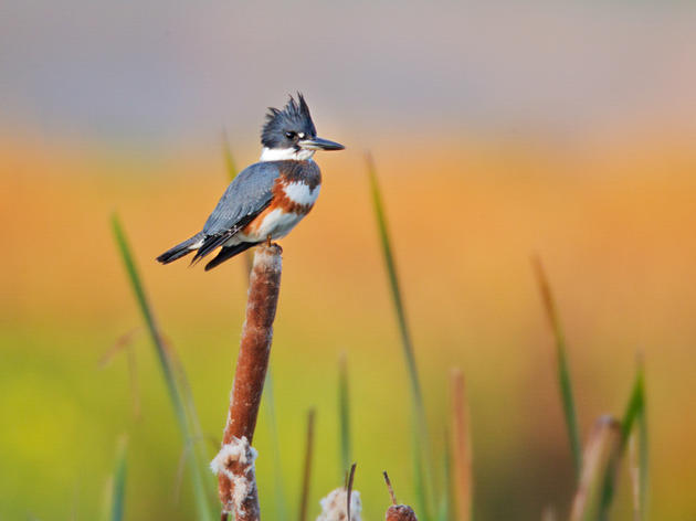 Audubon Vermont Welcomes Three New Board Members