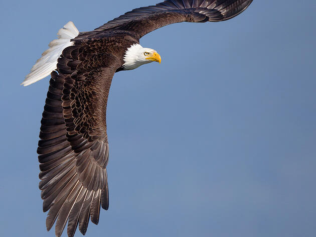 Bald Eagles are Set to Soar from Vermont's Endangered Species List