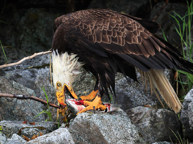 Will a Bald Eagle Eat Your Outdoor Cat?
