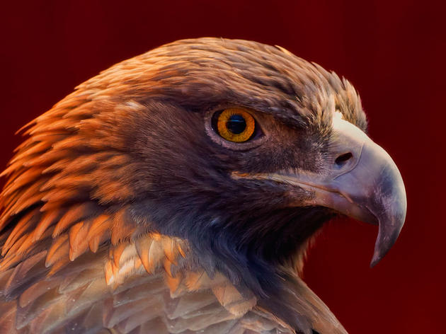 Historic Wildlife Conservation Crisis