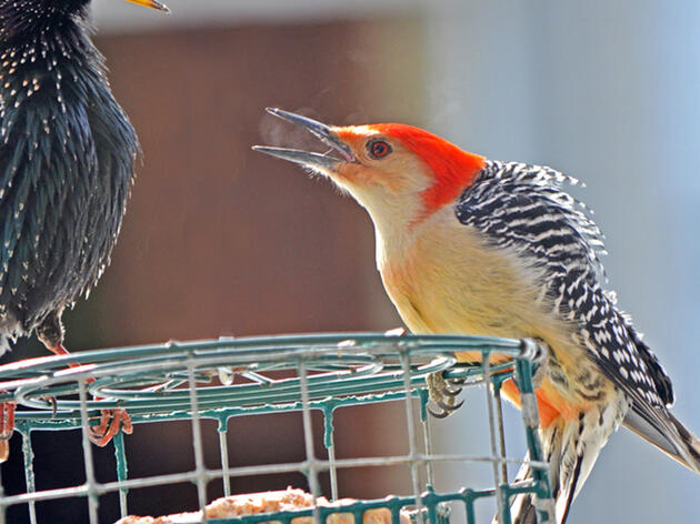 Suet Is a Superfood for Backyard Birds—Here's How to Offer This High-Energy Treat