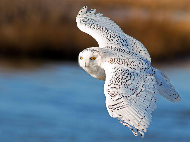 Hold Onto Your Bins: Another Blizzard of Snowy Owls Could Be Coming 