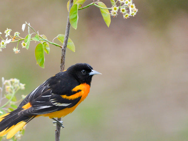 Plants for Birds: Burlington - Oakledge Park Wetland Restoration