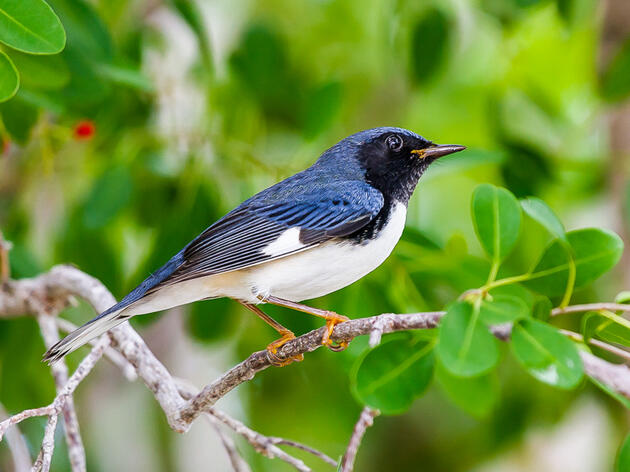 Birds of the Sugarbush: Black-throated Blue Warbler