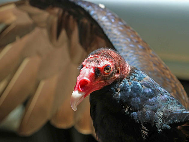 Debbie's Top 5 reasons to love Turkey Vultures
