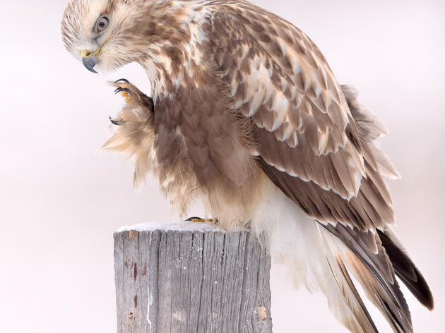 Birding at Home: Winter Hawks
