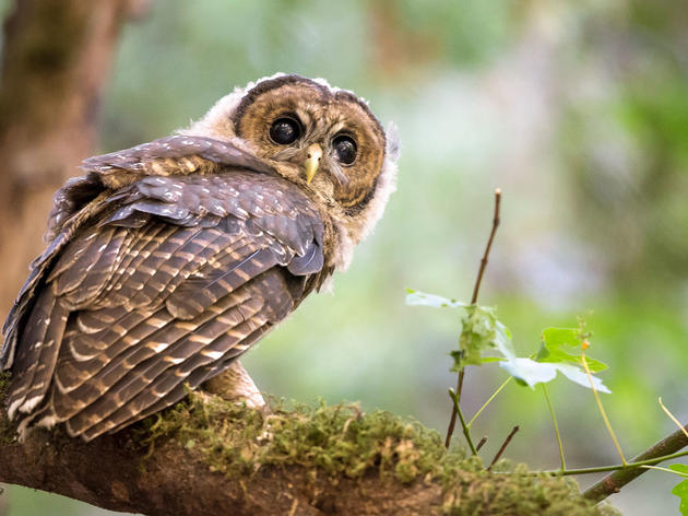 Northern Spotted Owls Bullied Onto California's Threatened Species List