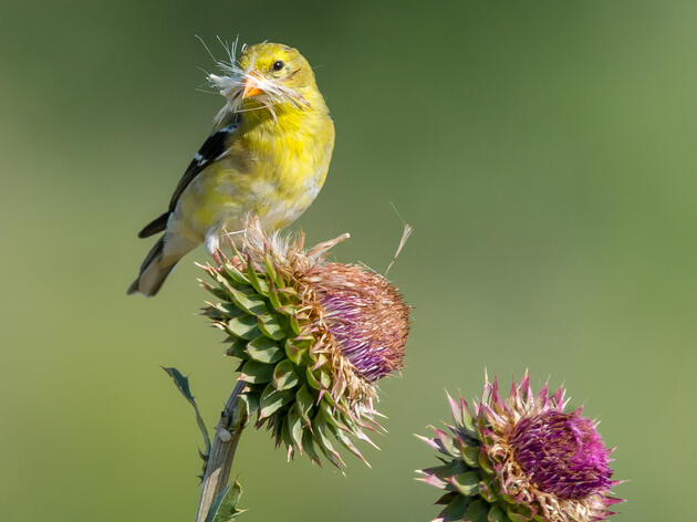 Governor Hochul Signs New York Bill to Protect Birds and Bees