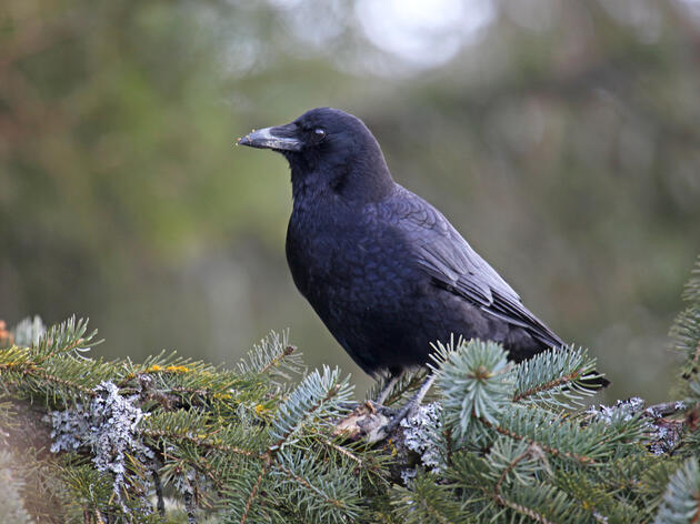 What are the Crows Doing in Winter? 