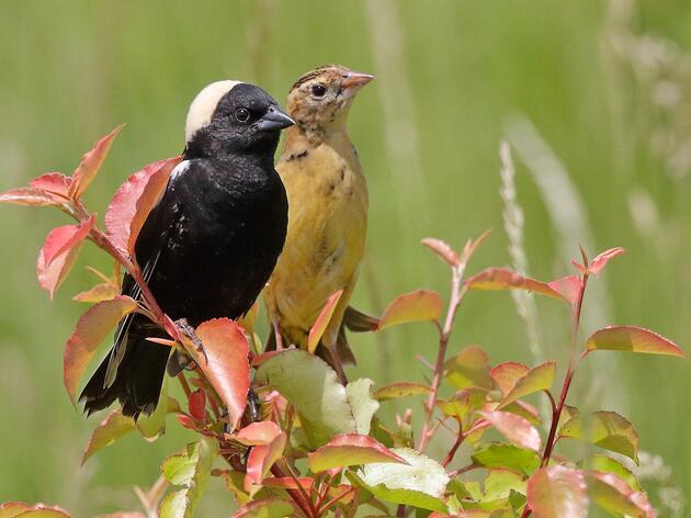 The Bobolink Project in Vermont 