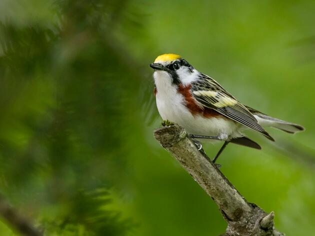 Birds as Indicators of Forest Ecosystem Health