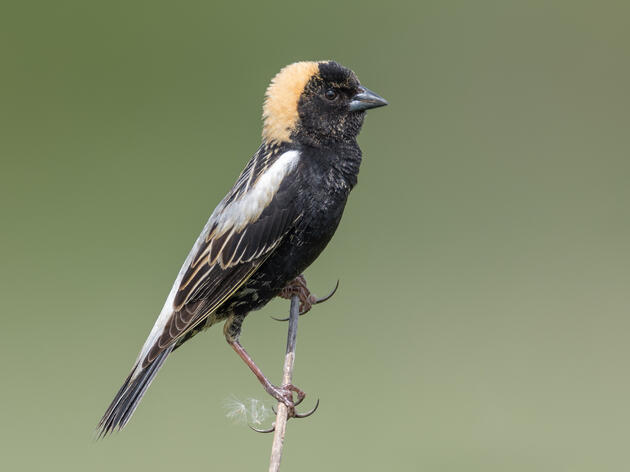 Last Call for Donations to the 2023 Bobolink Project