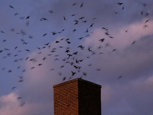 Audubon Vermont Chimney Swift Survey