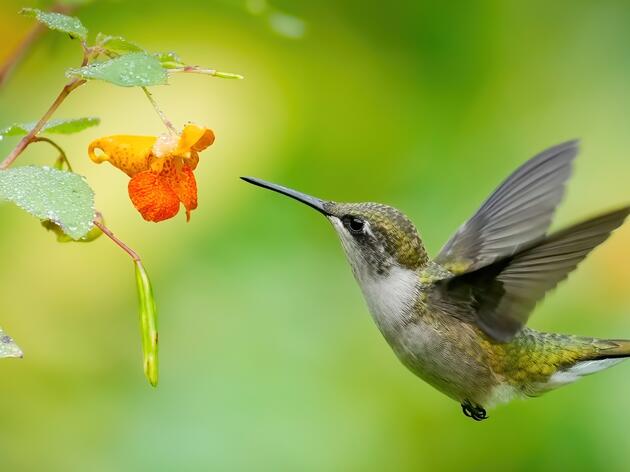 Protect Our Pollinators Vermont Coalition Press Release