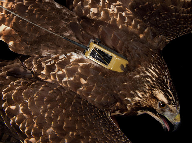 Tracking Birds’ Migration Paths, Online