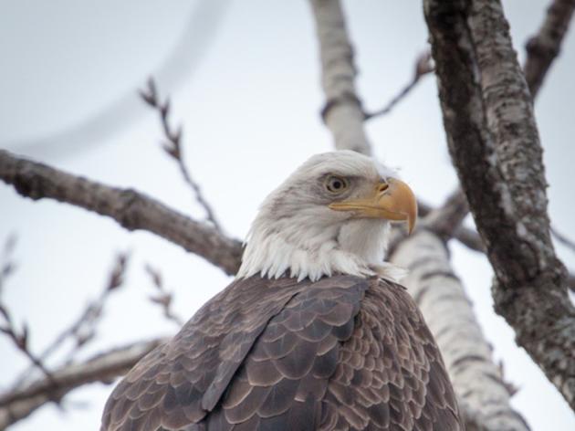 2018 Winter Bald Eagle Survey is Underway