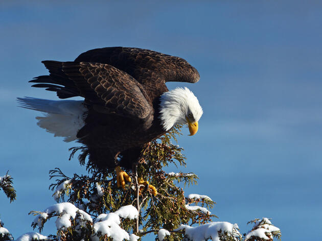 Winter Bald Eagle Survey Complete
